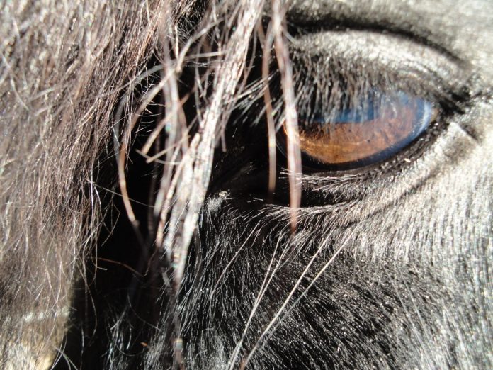 0251255_Natuurmonumenten-Elsemieke-Bolle-NAMO82039_IJslandse_paarden.jpg