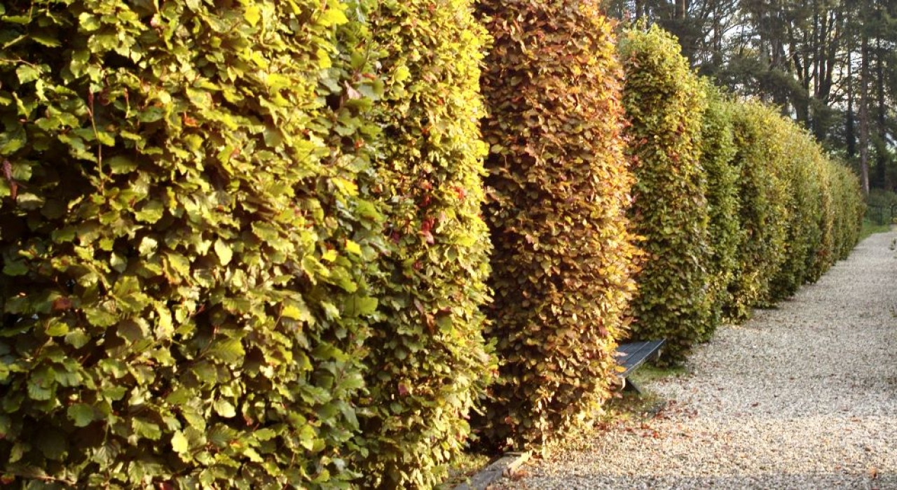 Sprankellicht in Ellecom