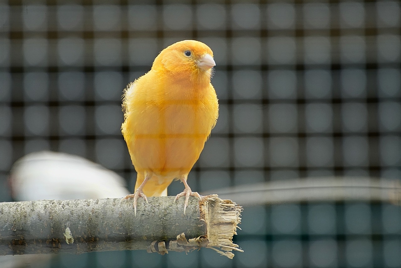 Vogelshow in de Brink in Loenen