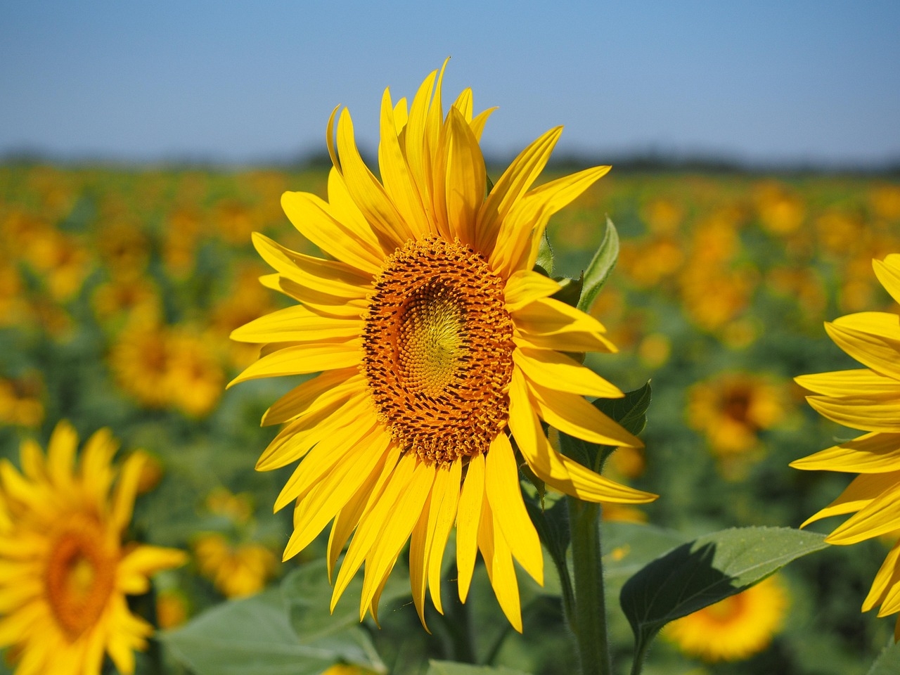 Zonnebloem Loenen zoekt vrijwilligers