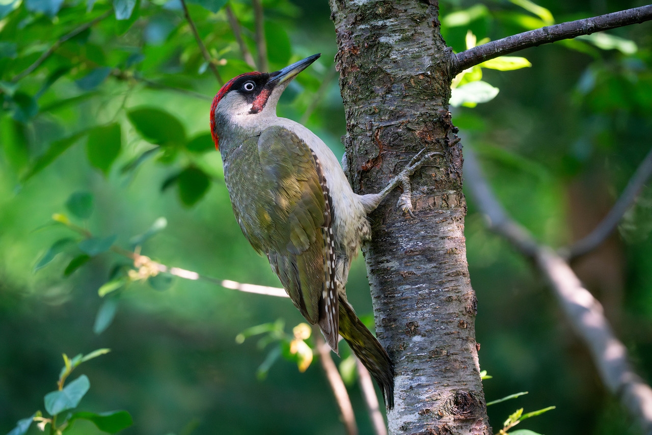 FODO-expositie: natuur