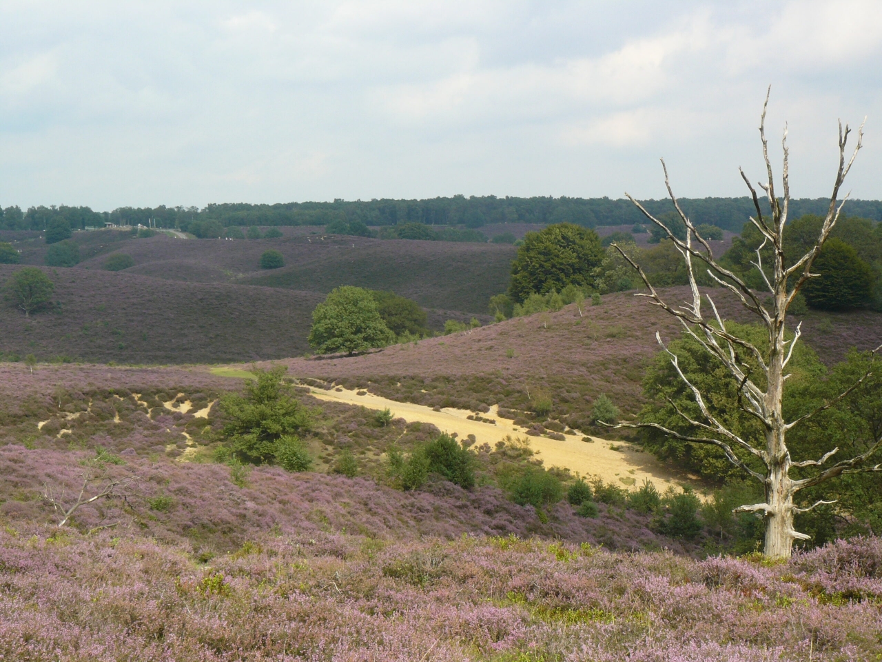 Natuurcollege over ontstaan Veluwezoom
