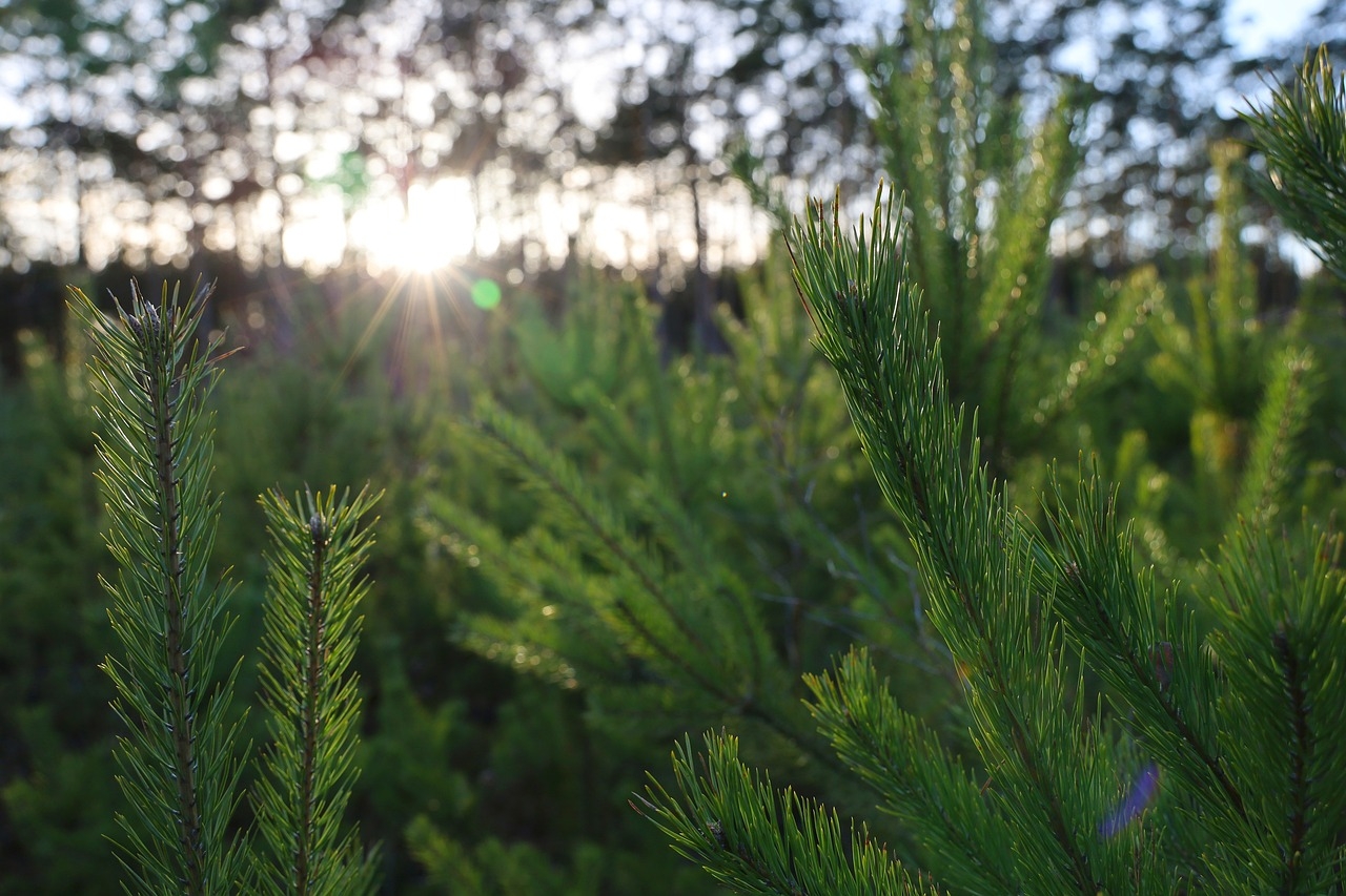 Beleef de Natuur voor kinderen