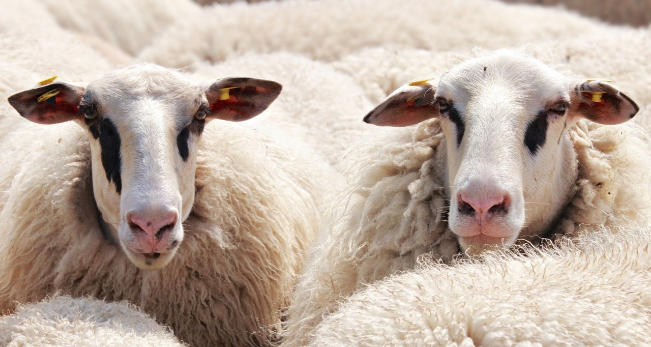 Eerste lustrum Bonte Schaap Festival