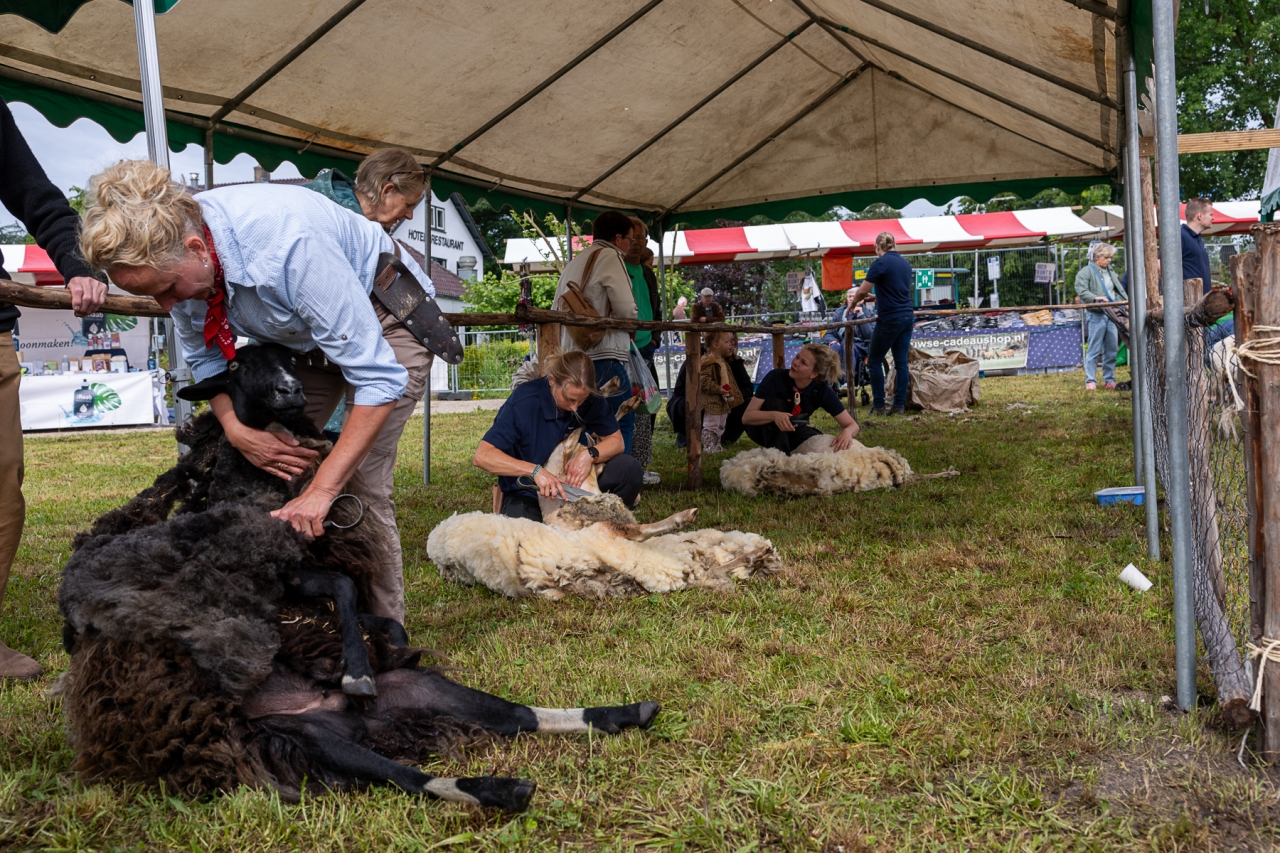 Twaalf scheerders gaan wollen vacht Loenense schapen te lijf