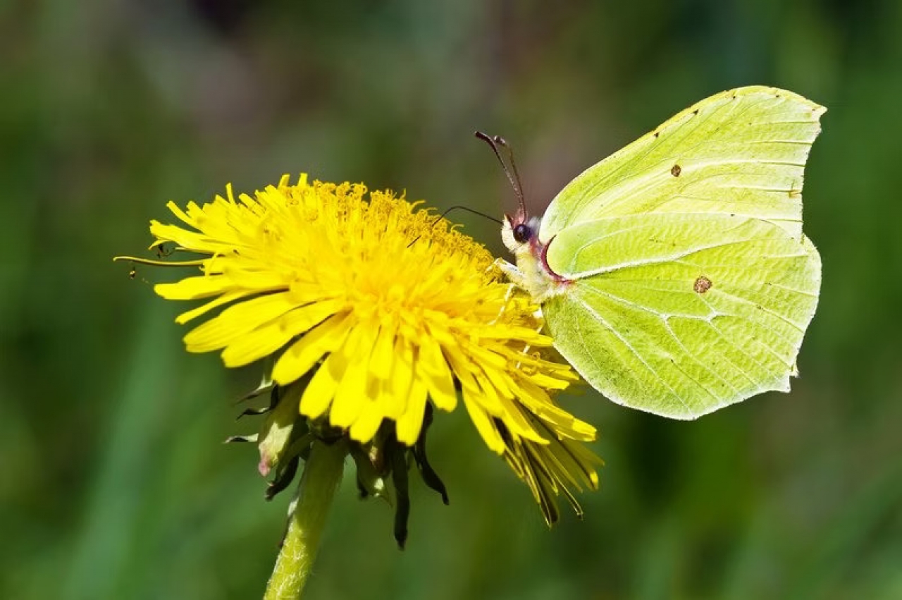 Insecten zoeken in de Harmanahof