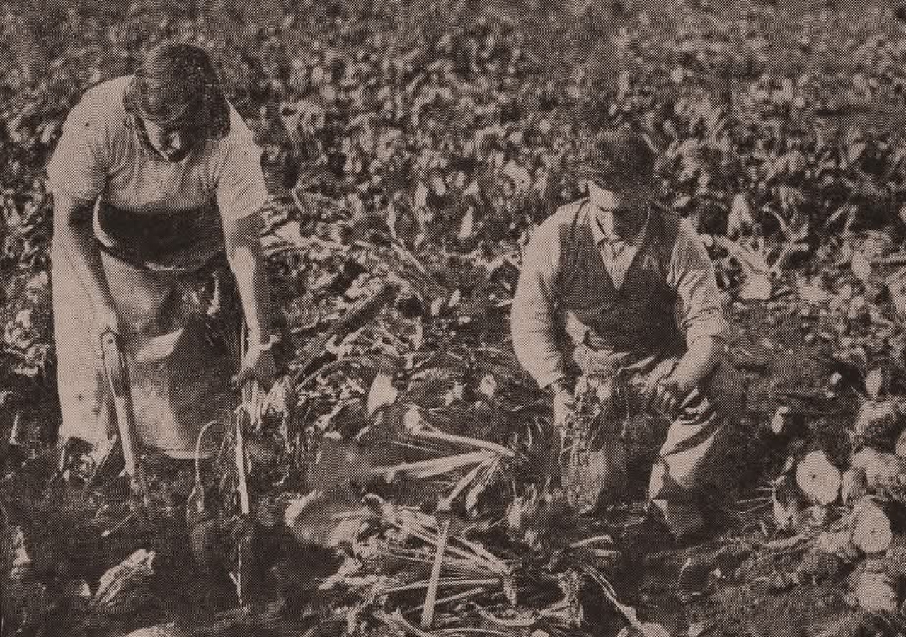 Retrospectief: Voederbieten telen