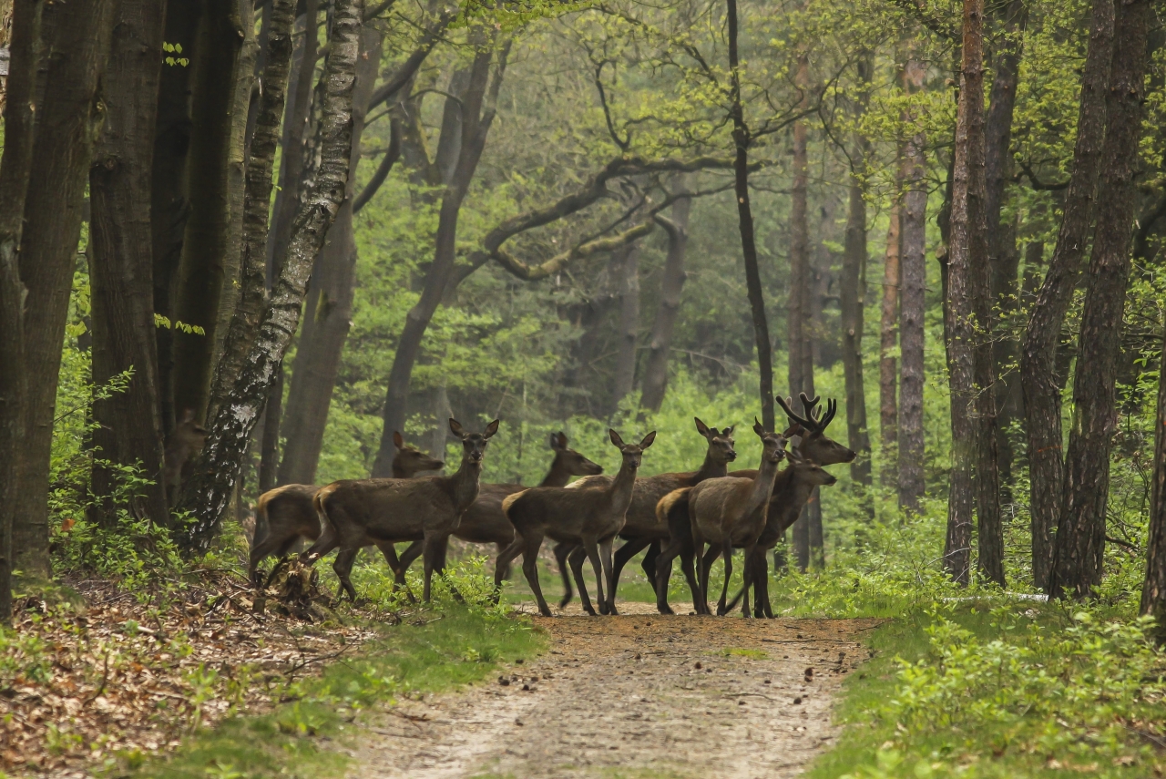 Wild spotten op de Veluwezoom