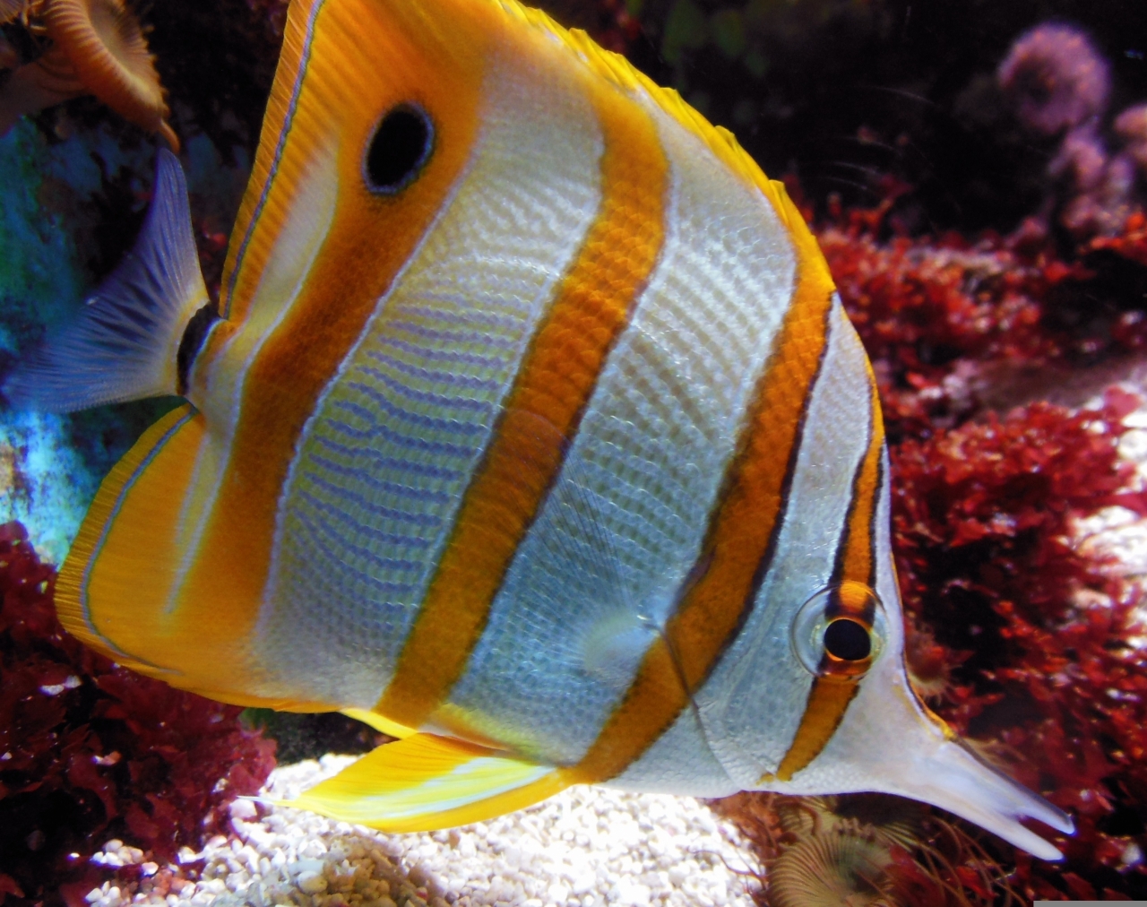 Hortus Aquatilis start nieuw seizoen