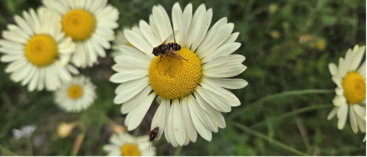 Op insectenjacht in Tonden
