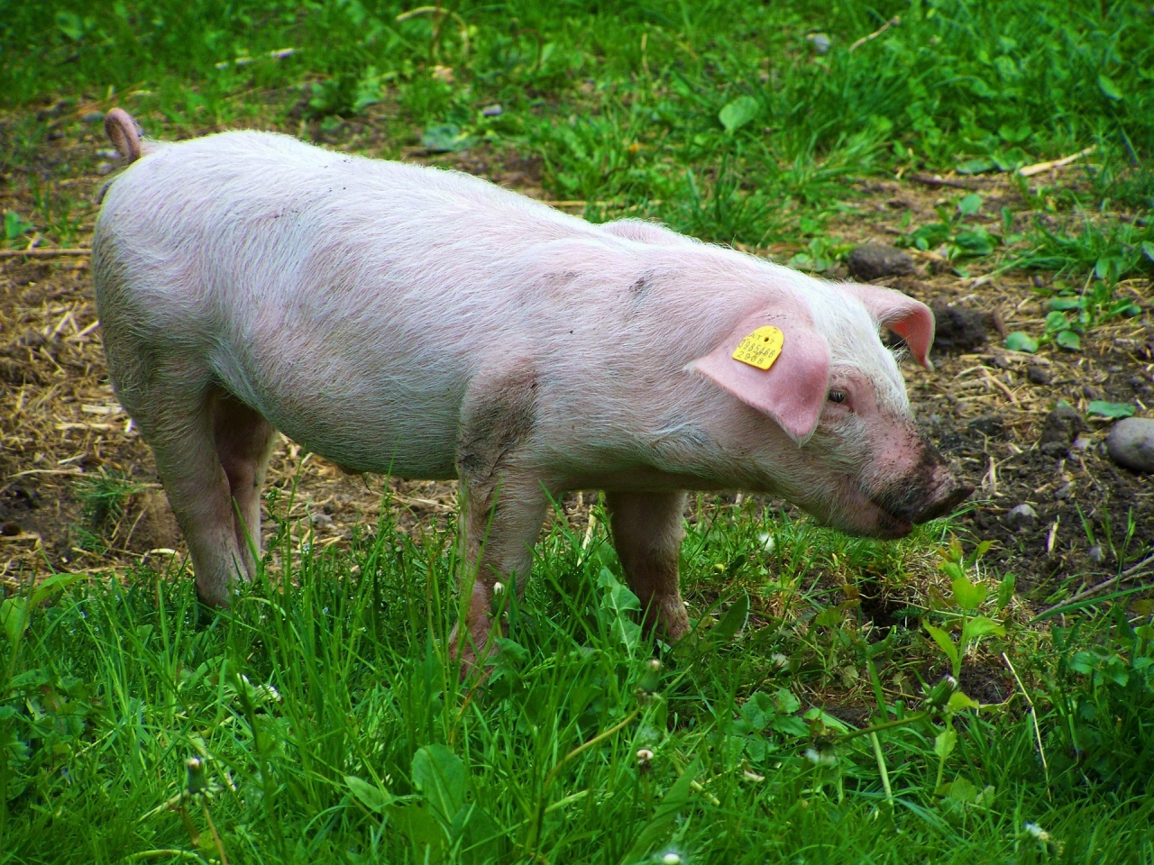 Klarenbeekse boerderij opent deuren tijdens Weekend van het Varken