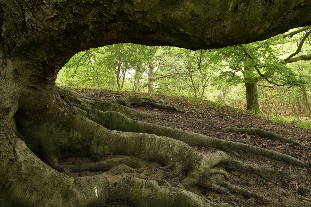 Wandelexcursie door Onzalige bossen