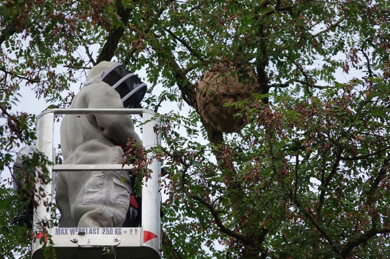 Nest Aziatische hoornaar verwijderd in Wijhe