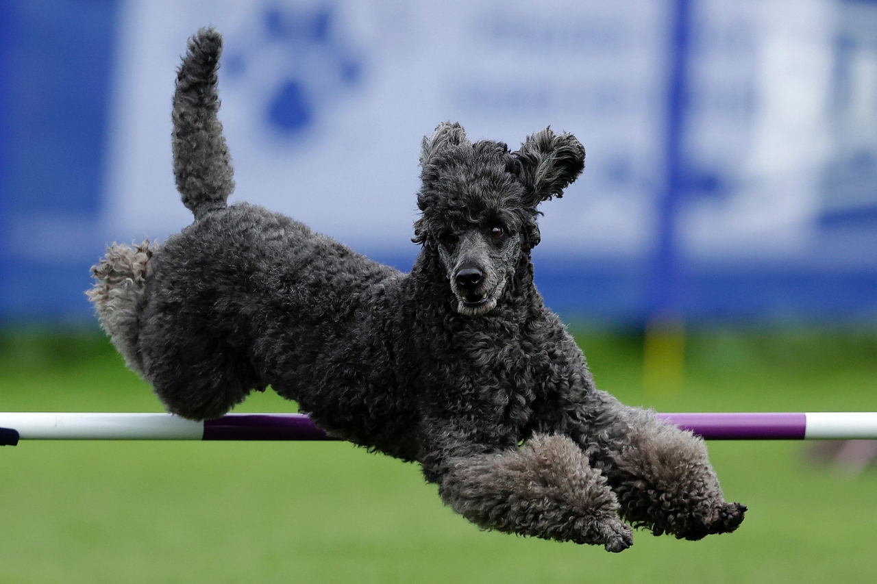 Springende poedels in Manege Bartels