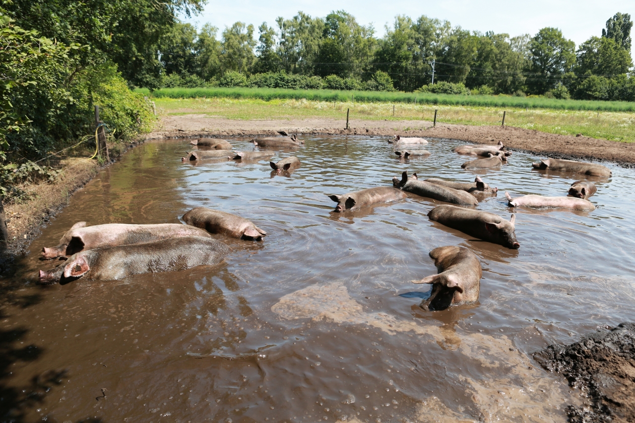 Open Dag bij Overesch Ecologische Landbouw
