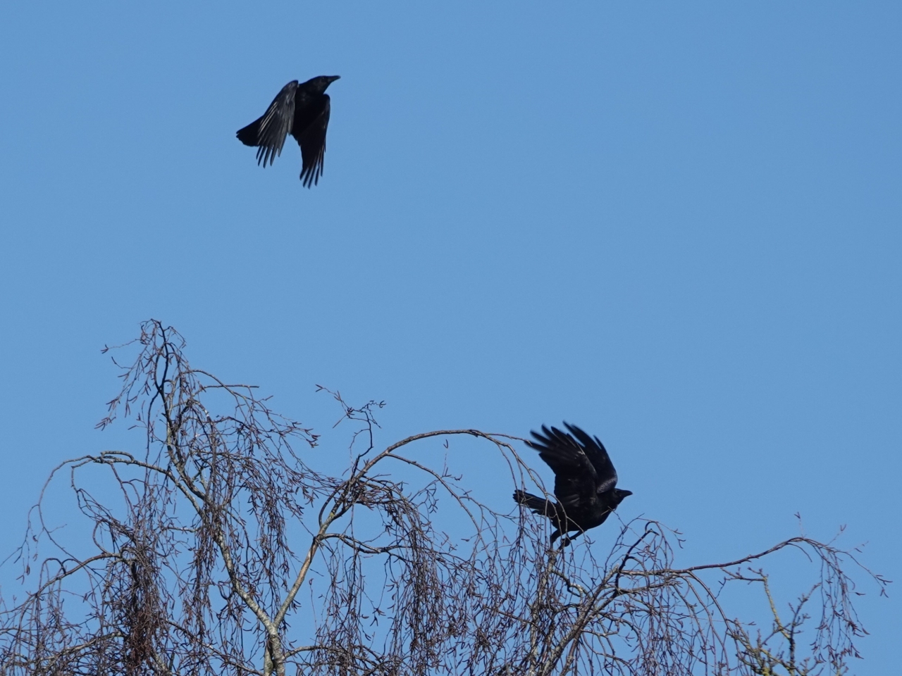 Rondstruinen met Sjaak: werkvakantie op de Luttenberg