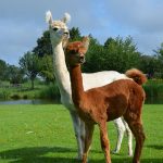 Alpacawol van de Vijverhof te koop 0313080_Alpacas-1.jpg