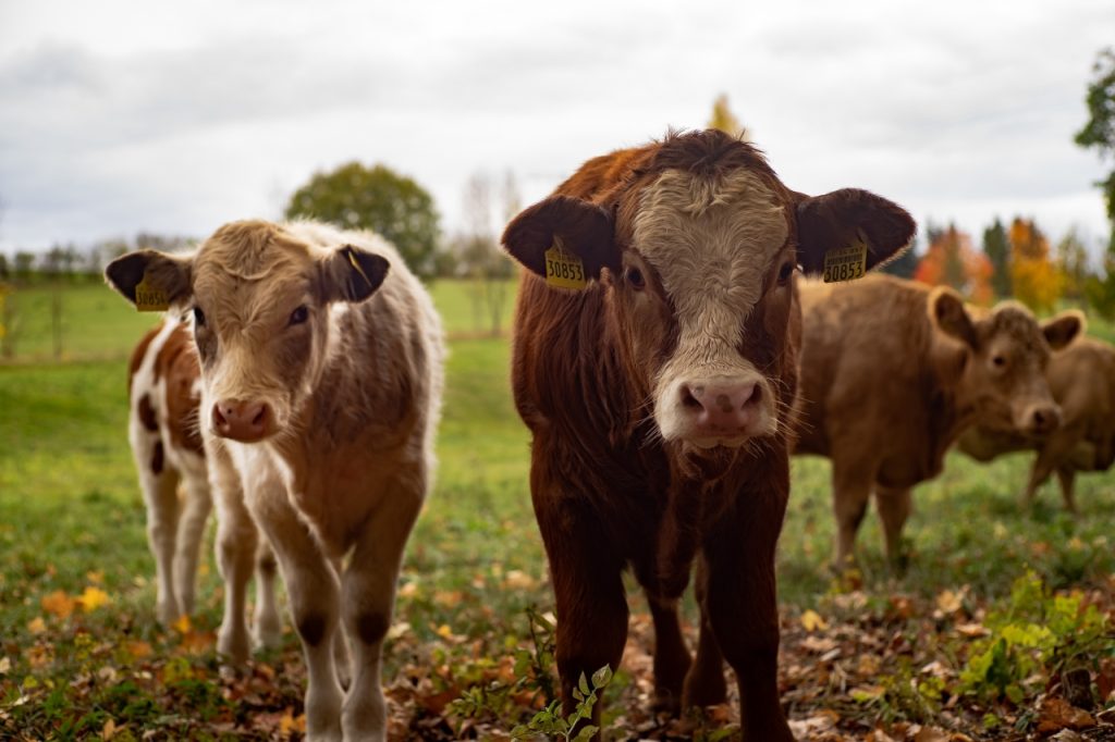 Raalte kiest in buitengebied meer voor landbouw en minder voor wonen
