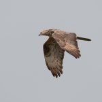 Rondstruinen met Sjaak: Fly Like an Eagle 0315421_Zweden_Falsterbo_2011_Wespendief.jpg