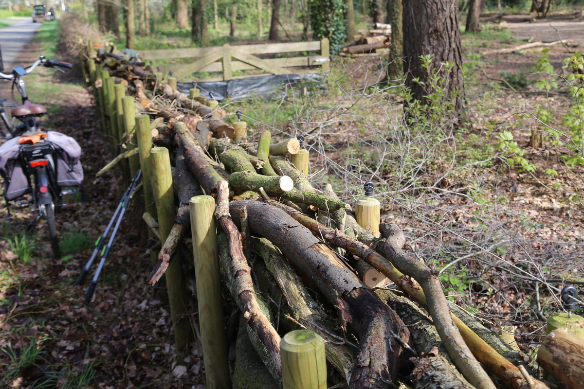 Het hondenspeelbos in Lemele