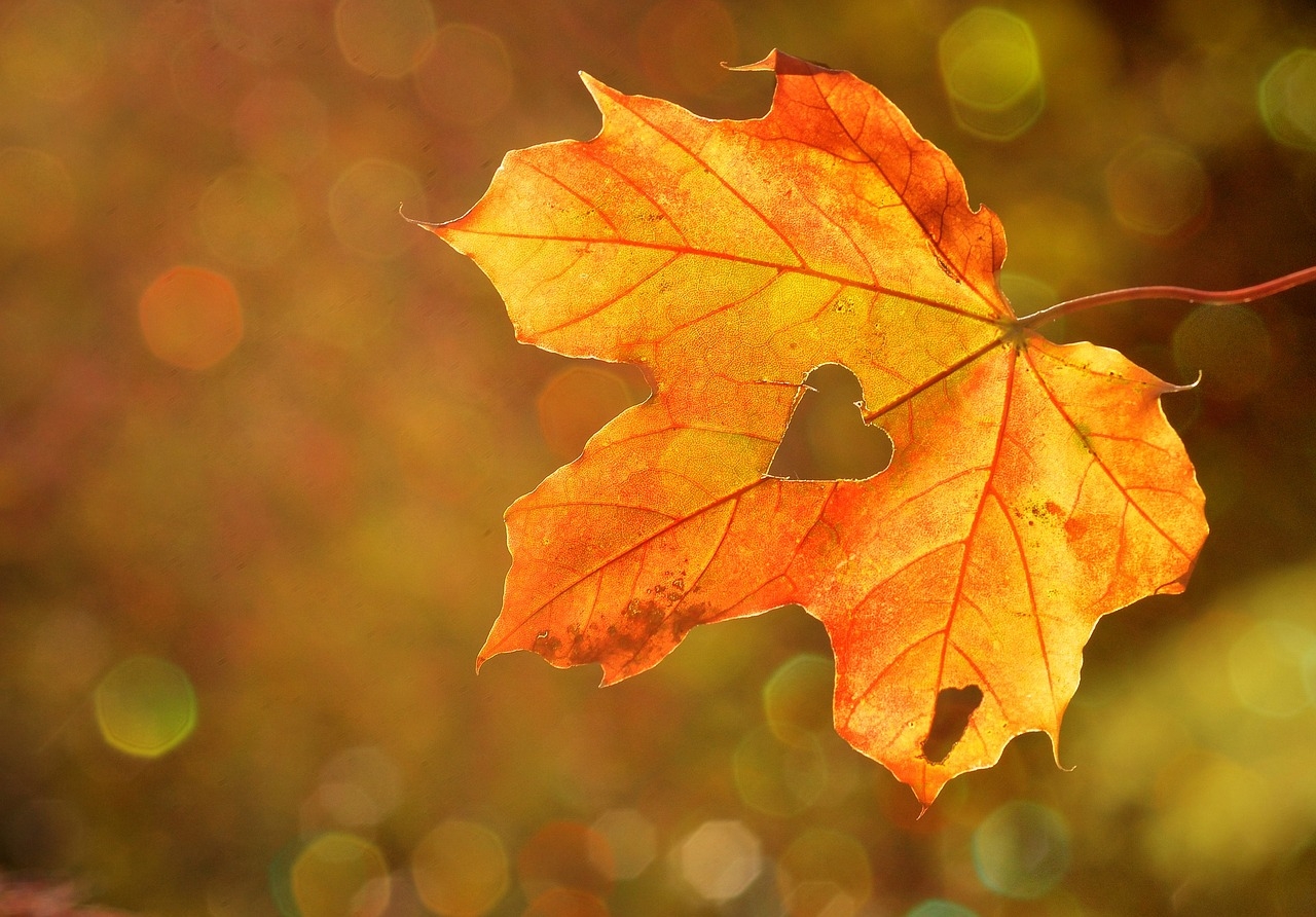 Herfstspeurtocht voor kinderen op Landgoed Vilsteren